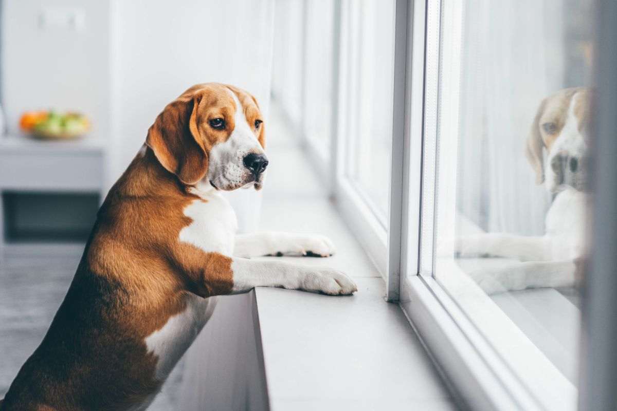 fai questo col cane prima di lasciarlo a casa